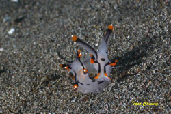 Nudibranchia @ Dumaguete by Taco Cheung 